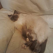 Mimine participe au concours pour gagner de l'argent avec cette photo : cat, pet, sleeping_cat, couch, sofa, indoor, cozy, fluffy, fur, paws, whiskers, nap, relaxed, domestic_animal, furniture, cream_color, brown_shades, closeup, portrait, lazy
