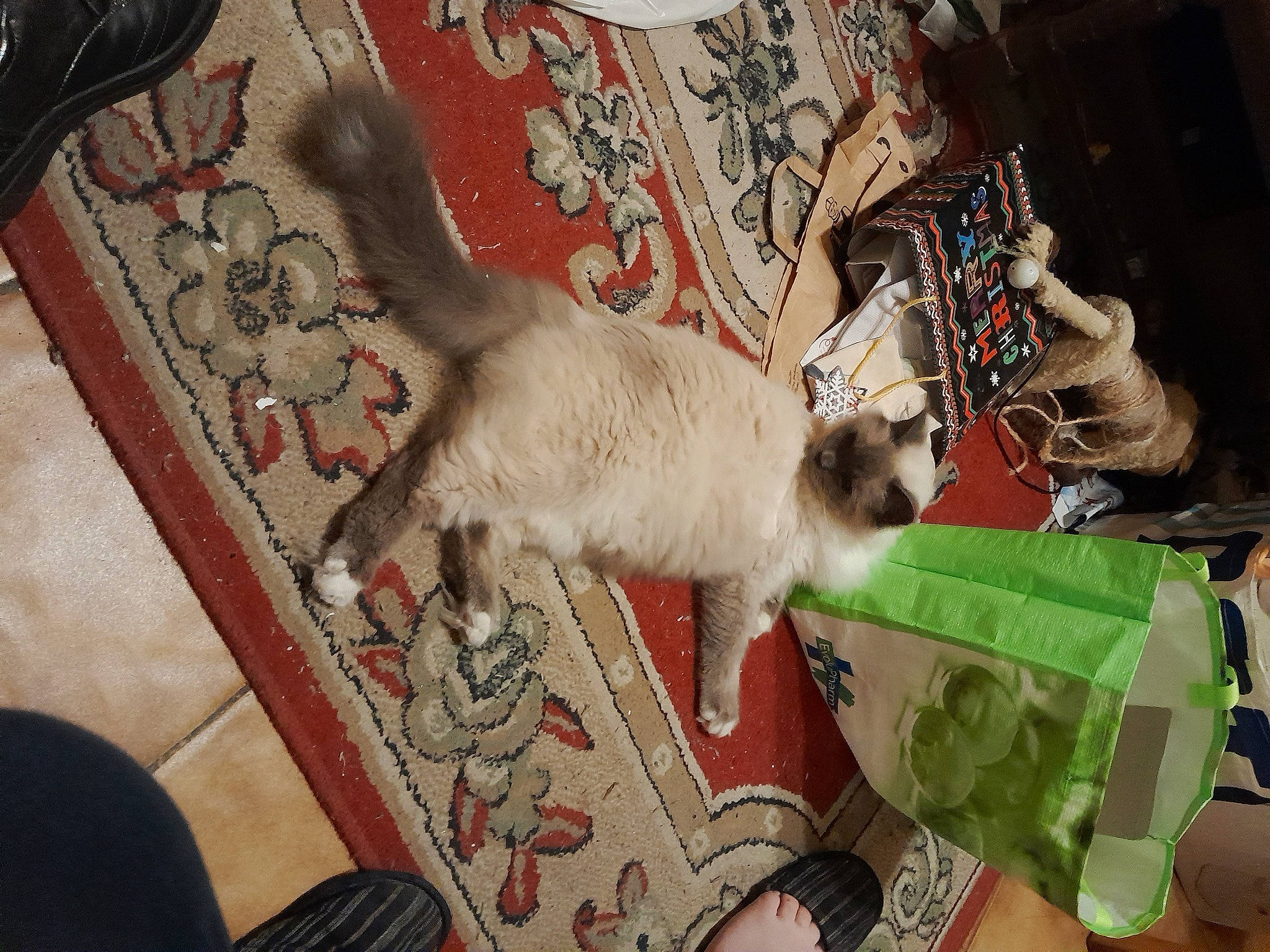 Mimine a rejoint le concours — aidez-le/la à gagner de superbes lots ! birman, canidae, carnivore, carpet, cat, companion_dog, domestic_short_haired_cat, fawn, felidae, flooring, fur, hardwood, pattern, siamese, small_to_medium_sized_cats, tail, whiskers, wood