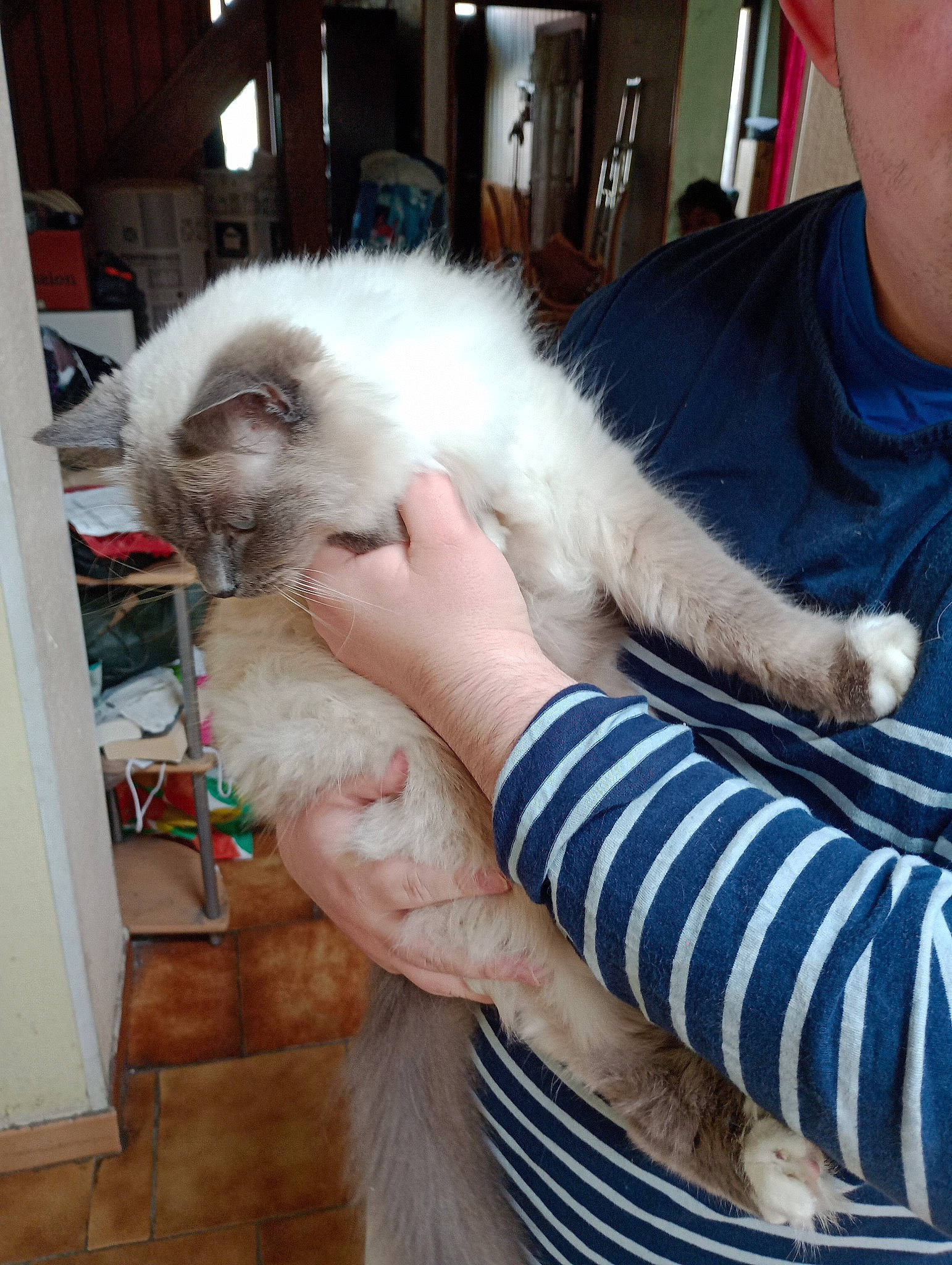 Mimine participe au concours pour gagner de l'argent avec cette photo : balinese, birman, canidae, carnivore, cat, claw, companion_dog, ear, fawn, felidae, fur, gesture, nail, paw, small_to_medium_sized_cats, thai, veterinarian, whiskers