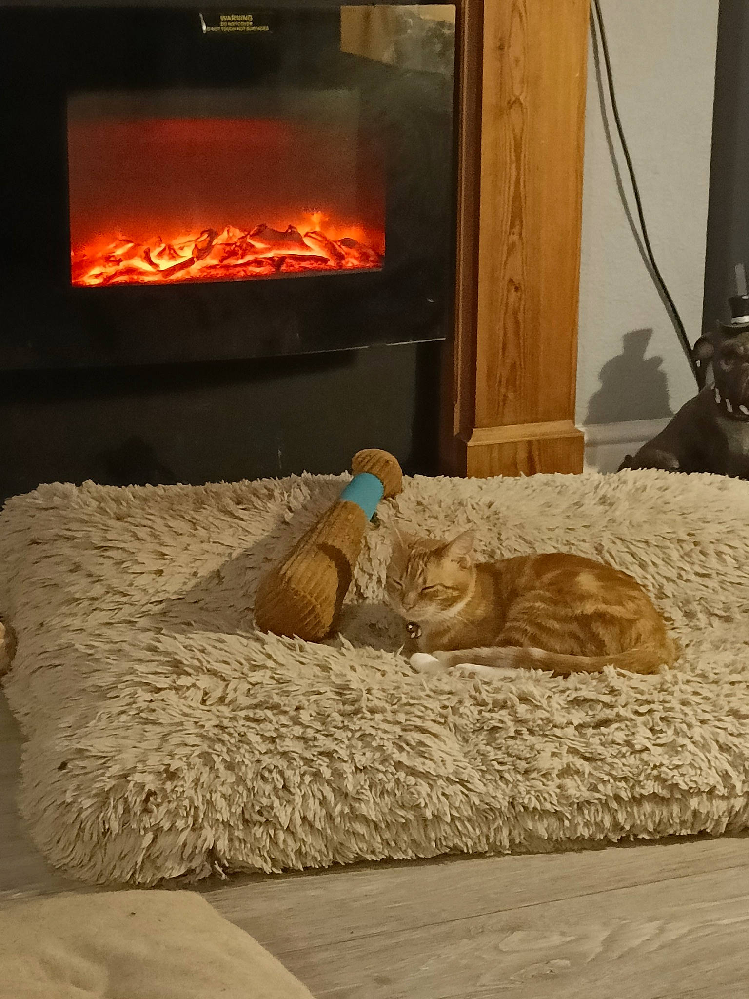 Narla is registered to the contest to win money with this photo: cat, comfort, domestic_short_haired_cat, fawn, felidae, fire, fire_screen, fireplace, flame, flooring, gas, hardwood, heat, linens, living_room, rectangle, room, tail, whiskers, wood