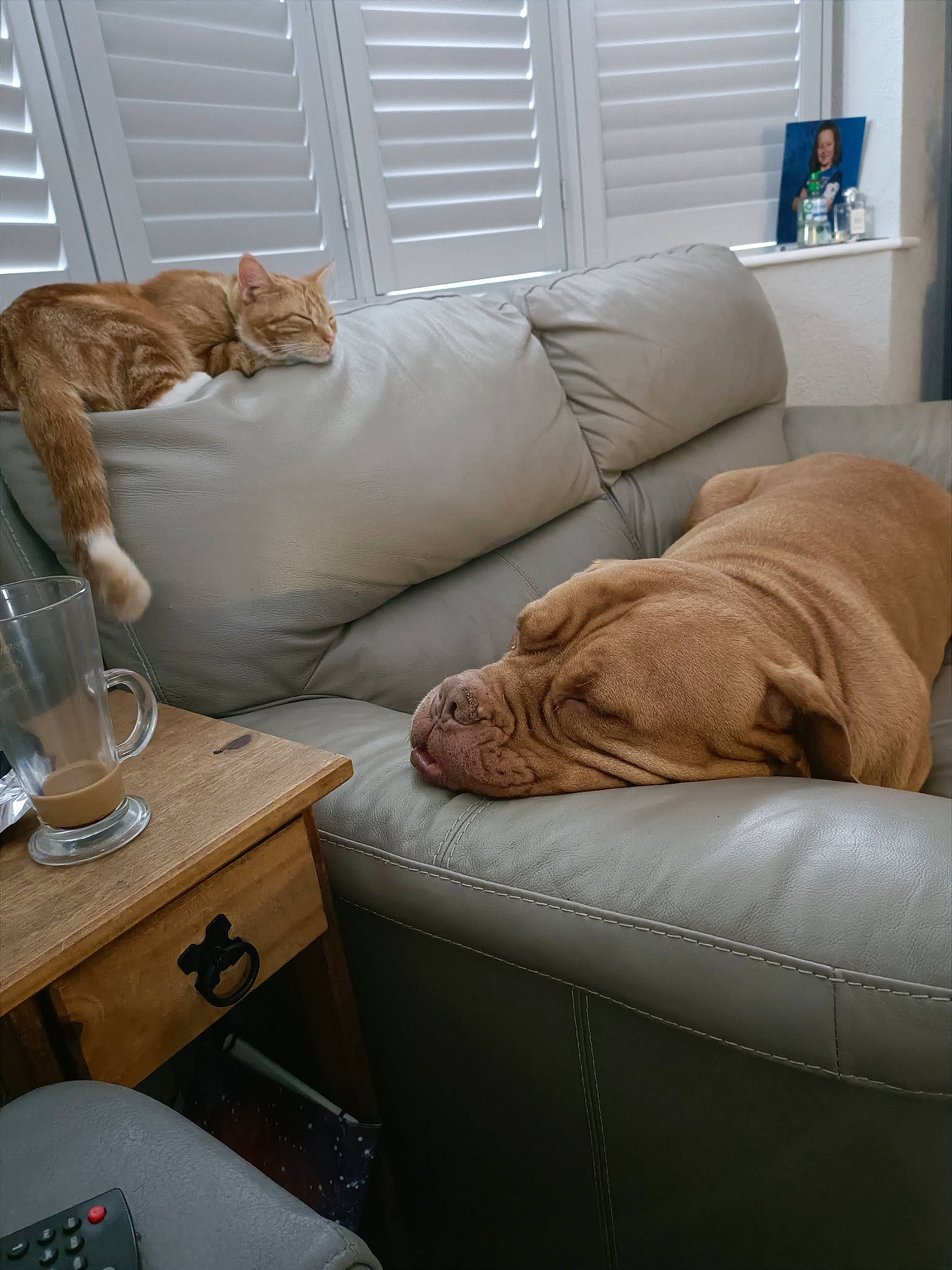 Max is registered to the contest to win money with this photo: beige, brown, carnivore, comfort, couch, dog, floor, flooring, furniture, hardwood, house, interior_design, living_room, sofa_bed, studio_couch, table, tableware, textile, window, wood