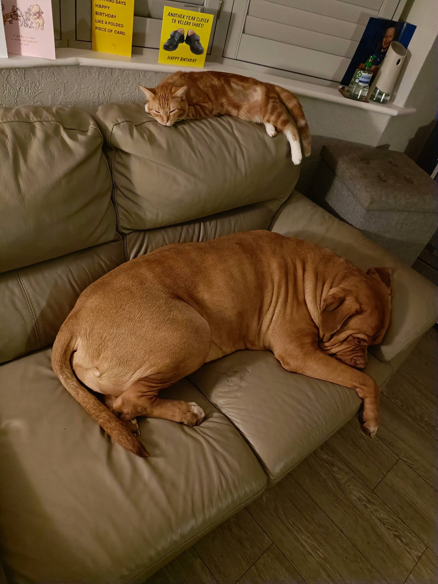 Max is registered to the contest to win money with this photo: bedding, carnivore, comfort, companion_dog, couch, dog, dog_breed, fawn, felidae, flooring, fur, hardwood, linens, liver, living_room, room, small_to_medium_sized_cats, sporting_group, wood, working_animal