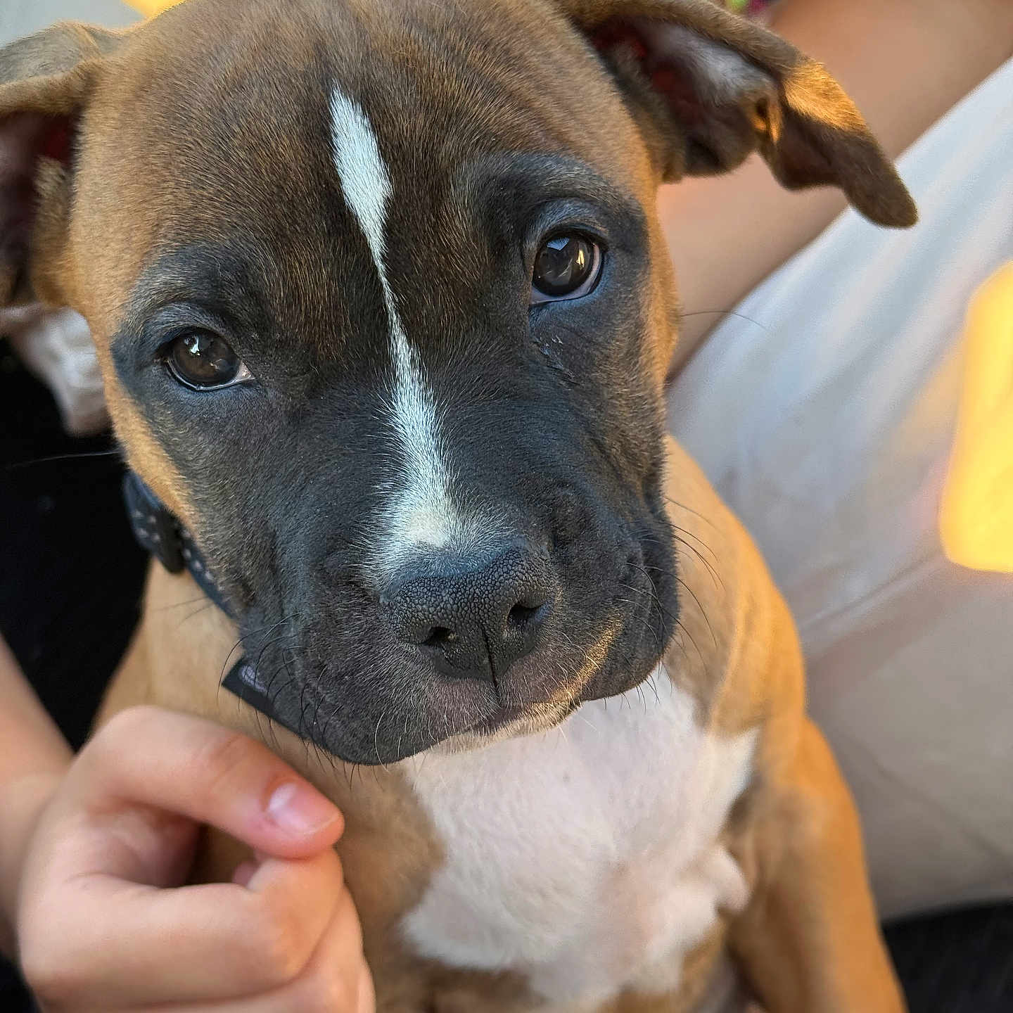 Xena a rejoint le concours — aidez-le/la à gagner de superbes lots ! animal, brown, close_up, collar, cute, dog, ears, eyes, face, fur, hand, indoor, nose, person, pet, portrait, puppy, warm_light, white_markings, young
