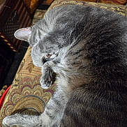 Whissper is registered to the contest to win money with this photo: cat, gray_cat, sleeping, resting, curled_up, furry, whiskers, ears, paws, close_up, portrait, indoor, cushion, chair, patterned_fabric, home, relaxed, cozy, animal, photography