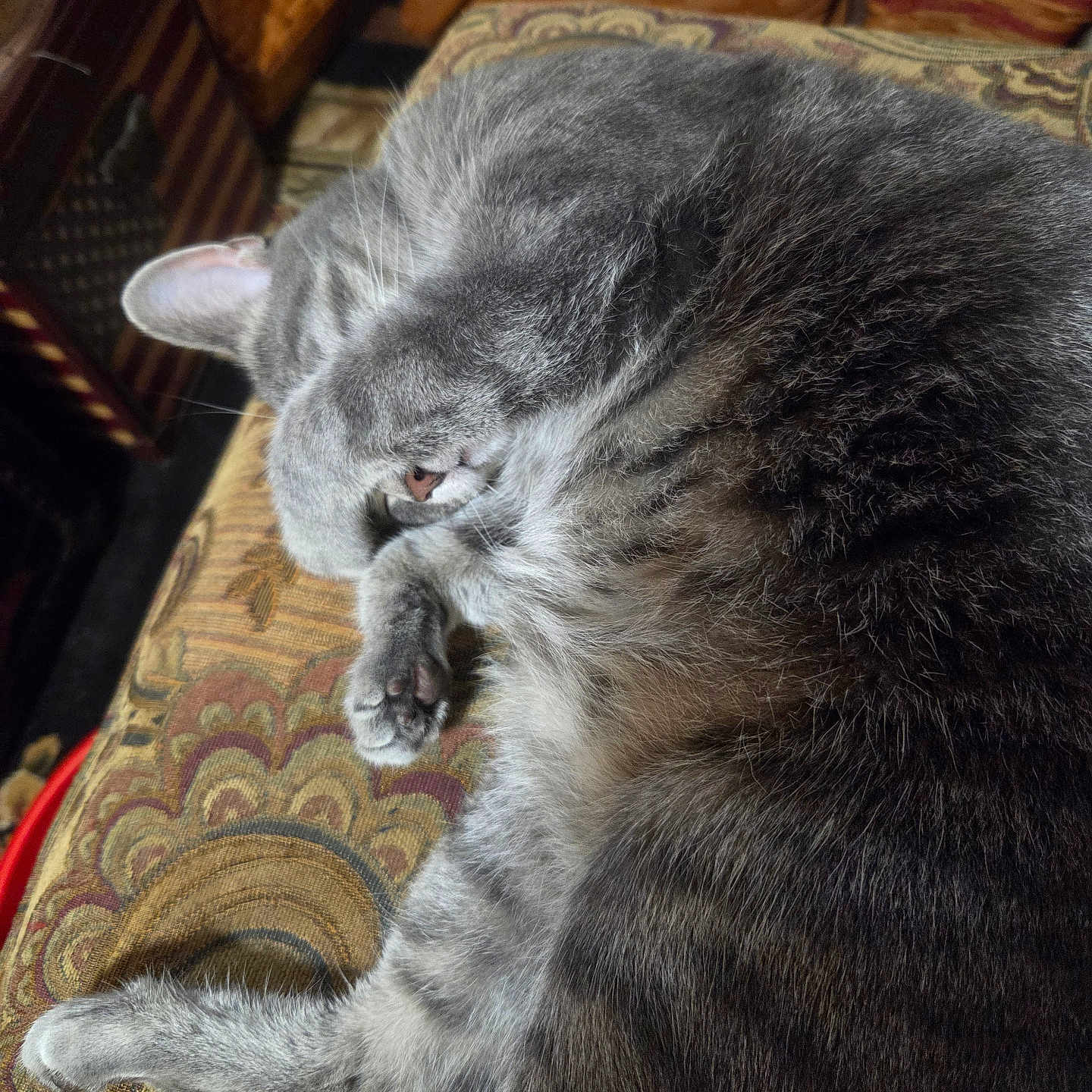 Whissper is registered to the contest to win money with this photo: cat, gray_cat, sleeping, resting, curled_up, furry, whiskers, ears, paws, close_up, portrait, indoor, cushion, chair, patterned_fabric, home, relaxed, cozy, animal, photography