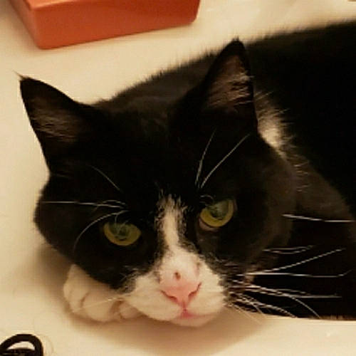 Yoshie is registered to the contest to win money with this photo: asian, black_and_white, black_cat, carnivore, cat, domestic_long_haired_cat, domestic_short_haired_cat, ear, european_shorthair, eye, felidae, fur, kitten, mammal, nose, polydactyl_cat, small_to_medium_sized_cats, snout, whiskers