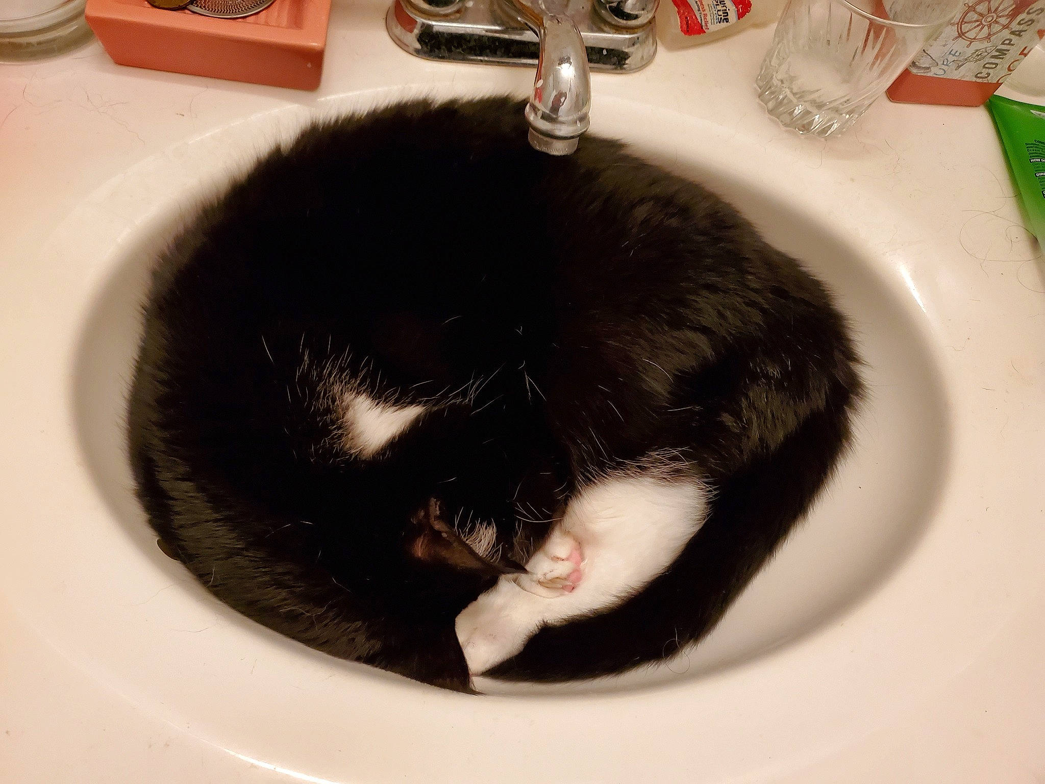 Yoshie is registered to the contest to win money with this photo: carnivore, cat, domestic_short_haired_cat, ear, felidae, fur, kitten, plumbing_fixture, sink, small_to_medium_sized_cats, tail, whiskers