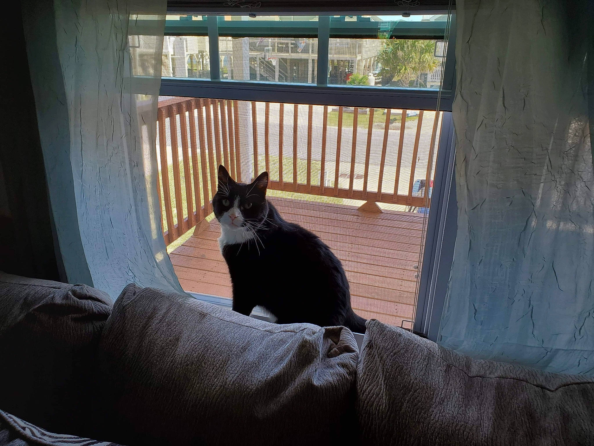 Yoshie is registered to the contest to win money with this photo: asian, black, black_cat, carnivore, cat, domestic_short_haired_cat, eye, felidae, home, house, room, small_to_medium_sized_cats, tail, tints_and_shades, tree, whiskers, window