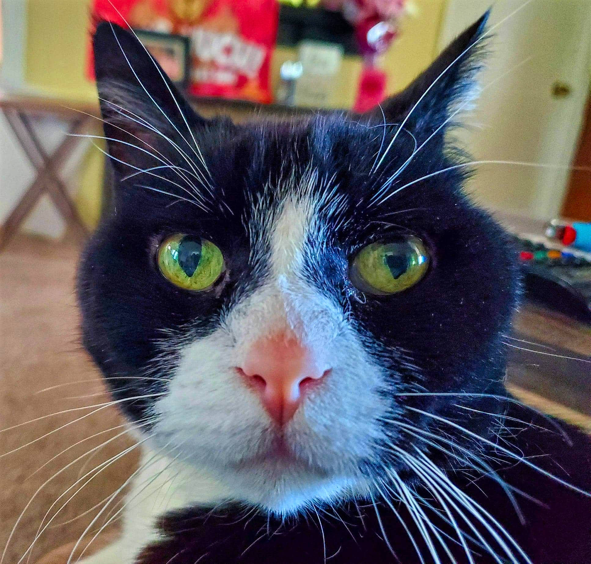 Yoshie is registered to the contest to win money with this photo: aegean_cat, black_cat, carnivore, cat, close_up, domestic_short_haired_cat, ear, eye, felidae, fur, iris, nose, small_to_medium_sized_cats, snapshot, snout, whiskers