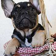 Astérix participe au concours pour gagner de l'argent avec cette photo : puppy, dog, basket, wicker, ears, paws, fur, black, tan, white, checkered, fabric, cute, pet, animal, indoor, closeup, portrait, resting, adorable