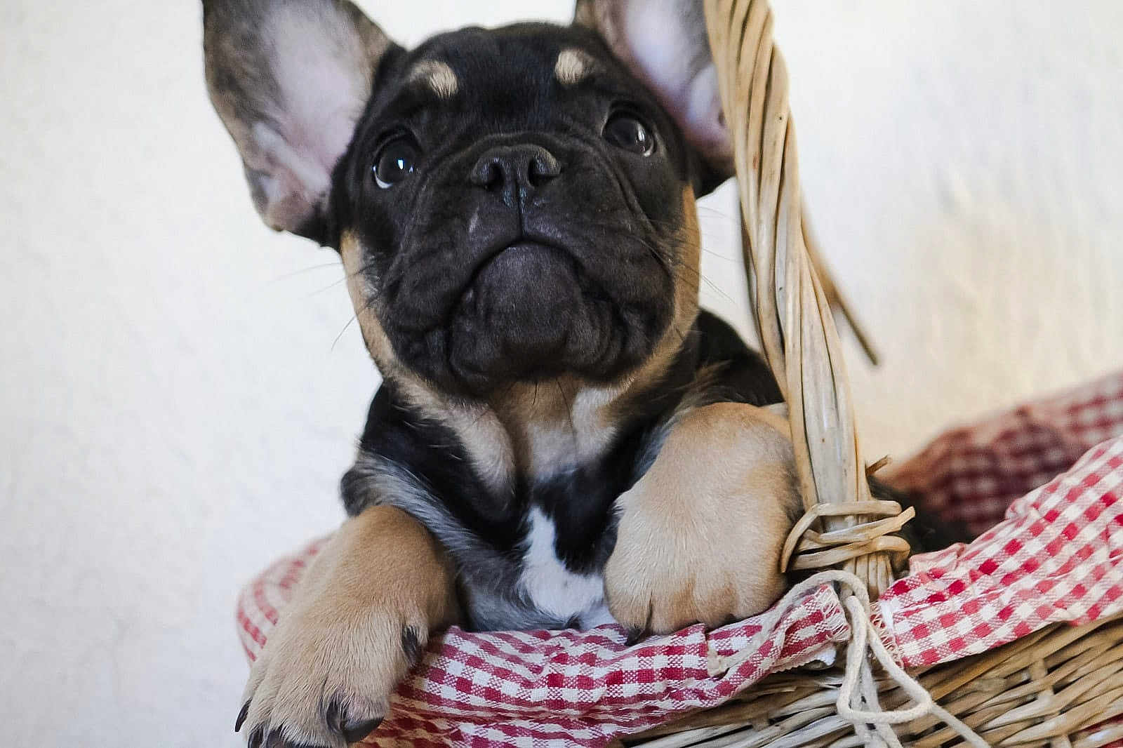 Astérix participe au concours pour gagner de l'argent avec cette photo : puppy, dog, basket, wicker, ears, paws, fur, black, tan, white, checkered, fabric, cute, pet, animal, indoor, closeup, portrait, resting, adorable