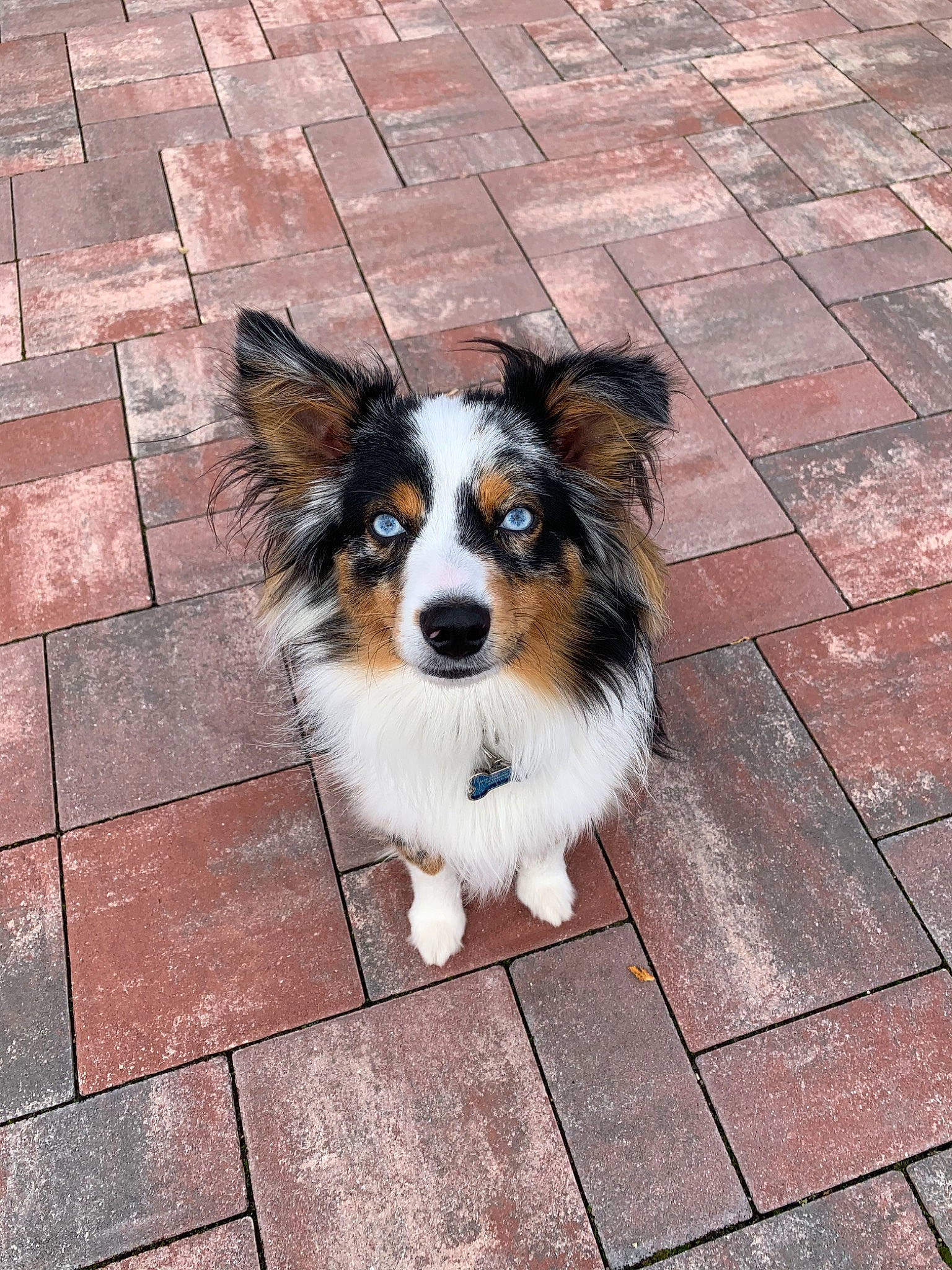 Dwight is registered to the contest to win money with this photo: australian_collie, australian_shepherd, canidae, carnivore, companion_dog, dog, dog_breed, mammal, papillon, shetland_sheepdog, sporting_group, vertebrate