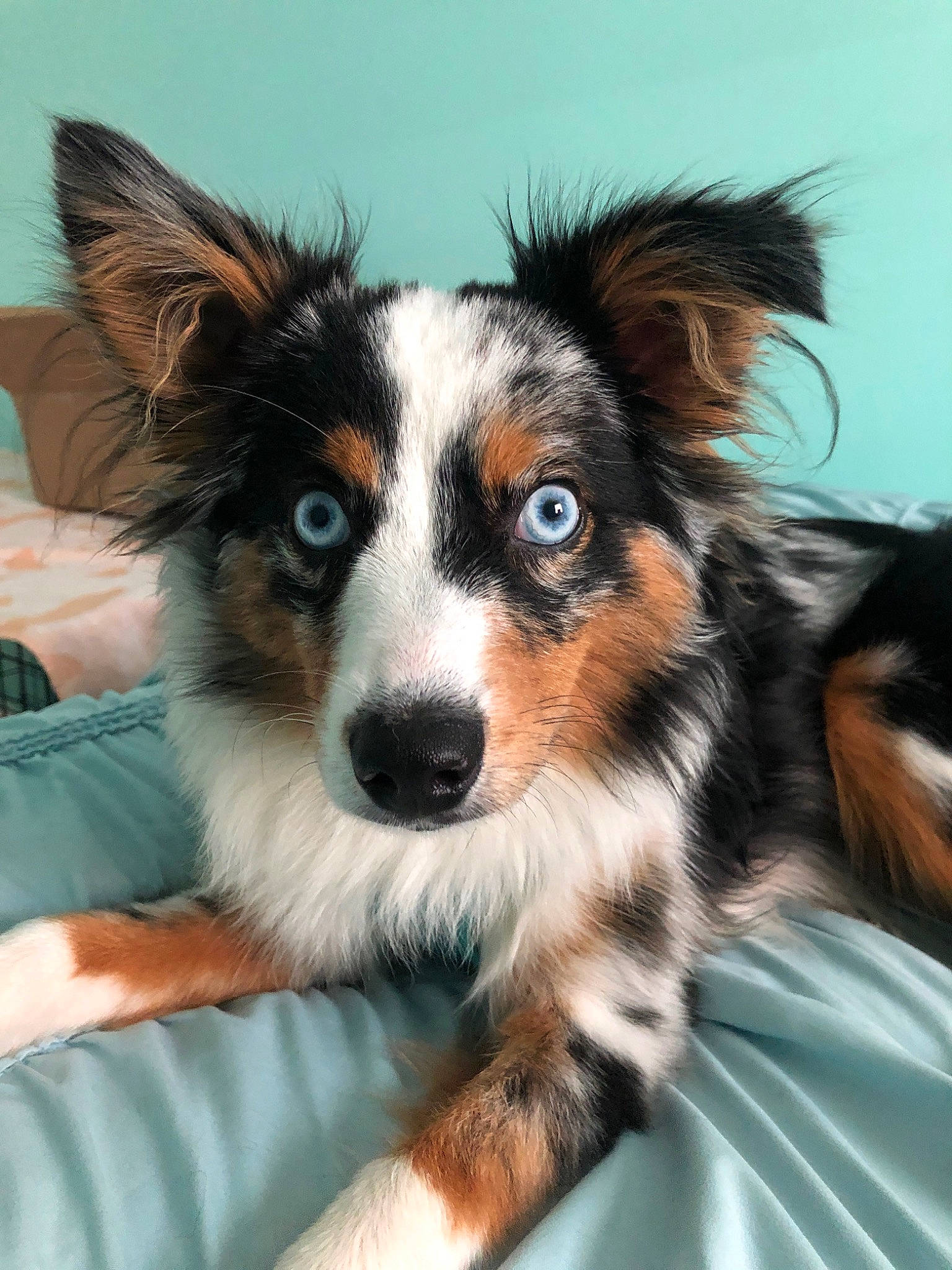 Dwight is registered to the contest to win money with this photo: australian_collie, australian_shepherd, border_collie, canidae, carnivore, companion_dog, dog, dog_breed, english_shepherd, herding_dog, mammal, miniature_australian_shepherd, puppy, rare_breed_dog, scotch_collie, snout, sporting_group, vertebrate, welsh_sheepdog, whiskers