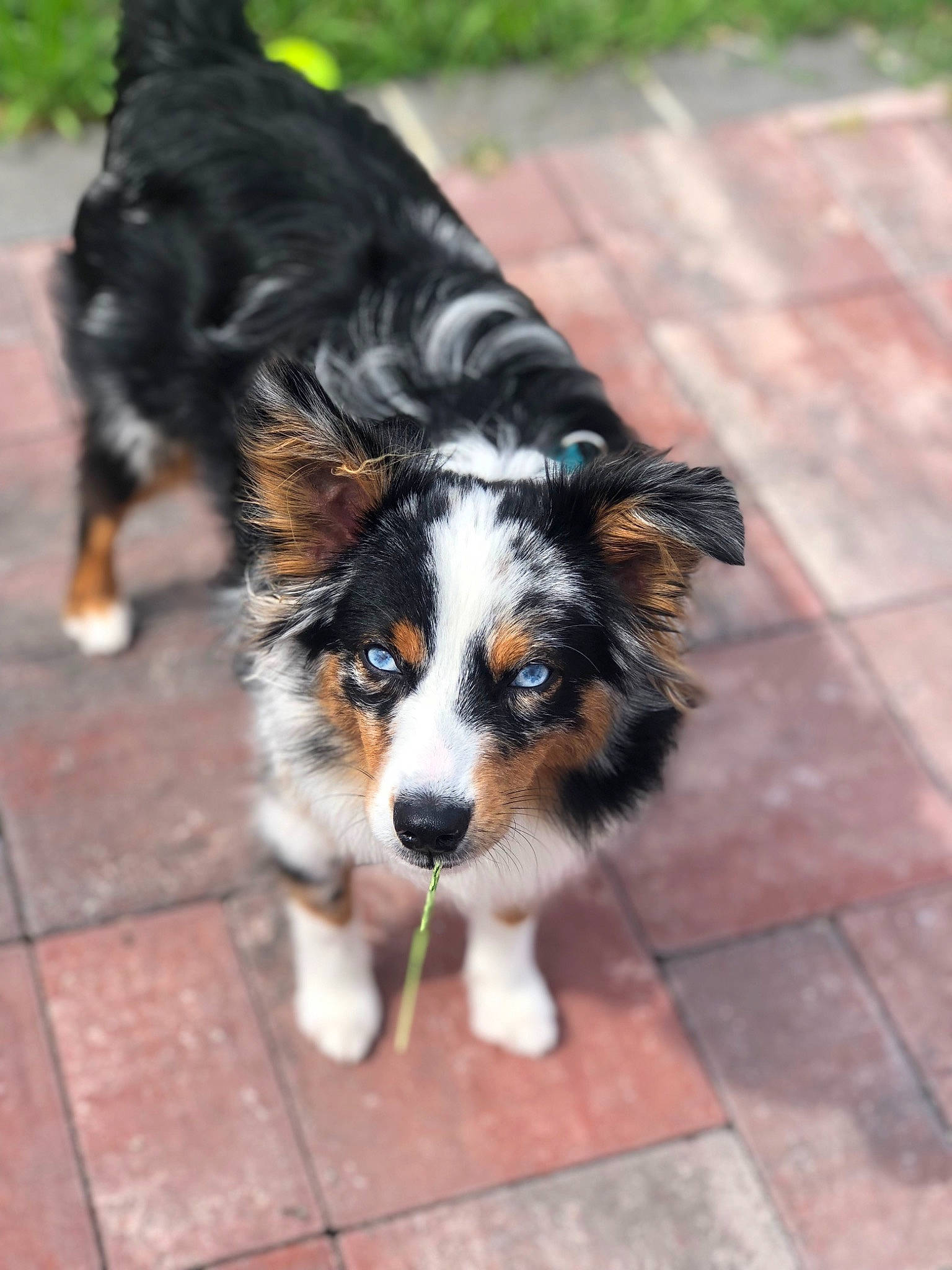 Dwight is registered to the contest to win money with this photo: australian_collie, australian_shepherd, bernese_mountain_dog, border_collie, canidae, carnivore, companion_dog, dog, dog_breed, english_shepherd, herding_dog, mammal, miniature_australian_shepherd, puppy, rare_breed_dog, snout, sporting_group, vertebrate, welsh_sheepdog, working_dog