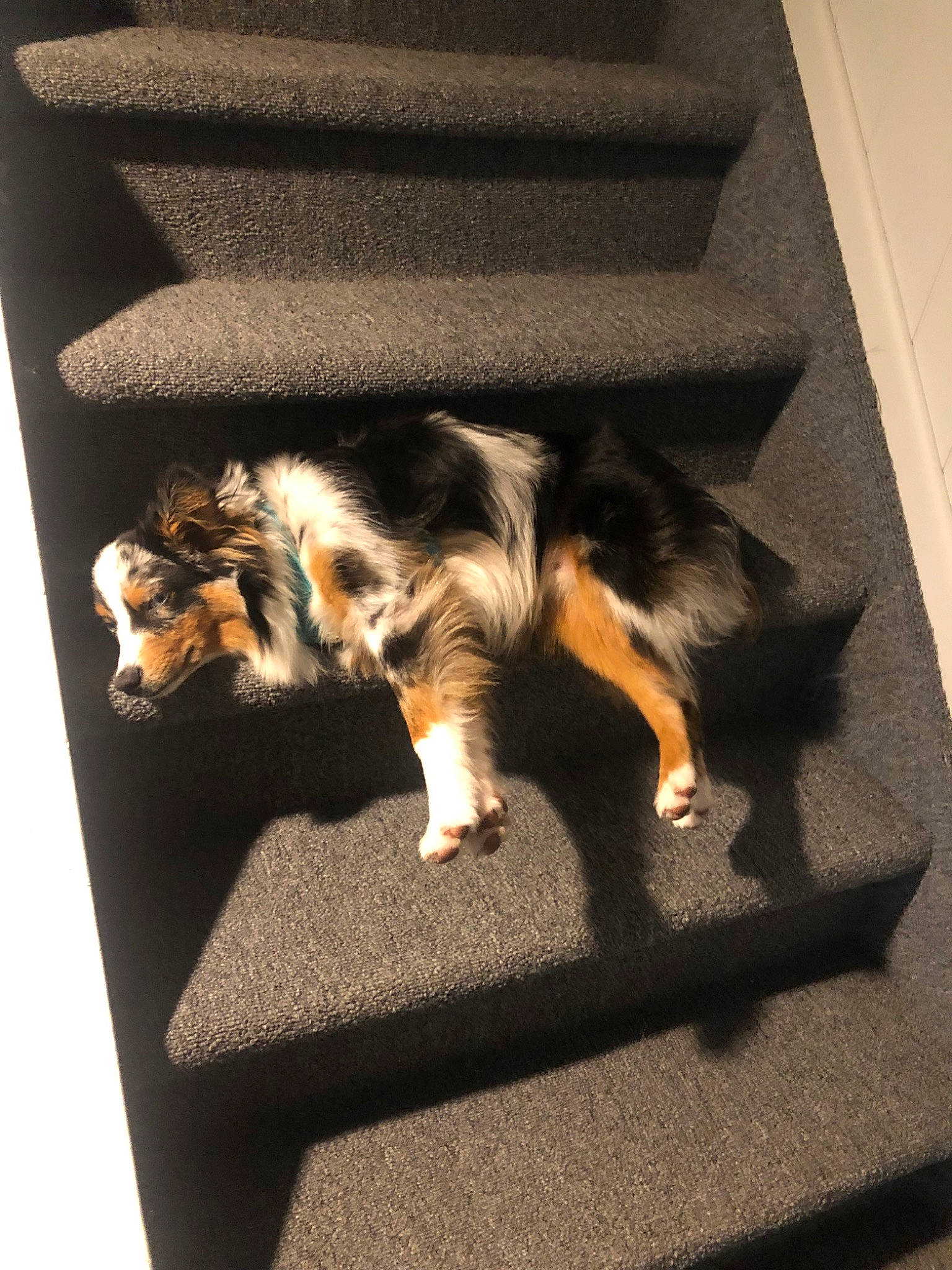 Dwight is registered to the contest to win money with this photo: canidae, carnivore, cat, dog, dog_breed, felidae, floor, fur, kitten, paw, small_to_medium_sized_cats, stairs, tail