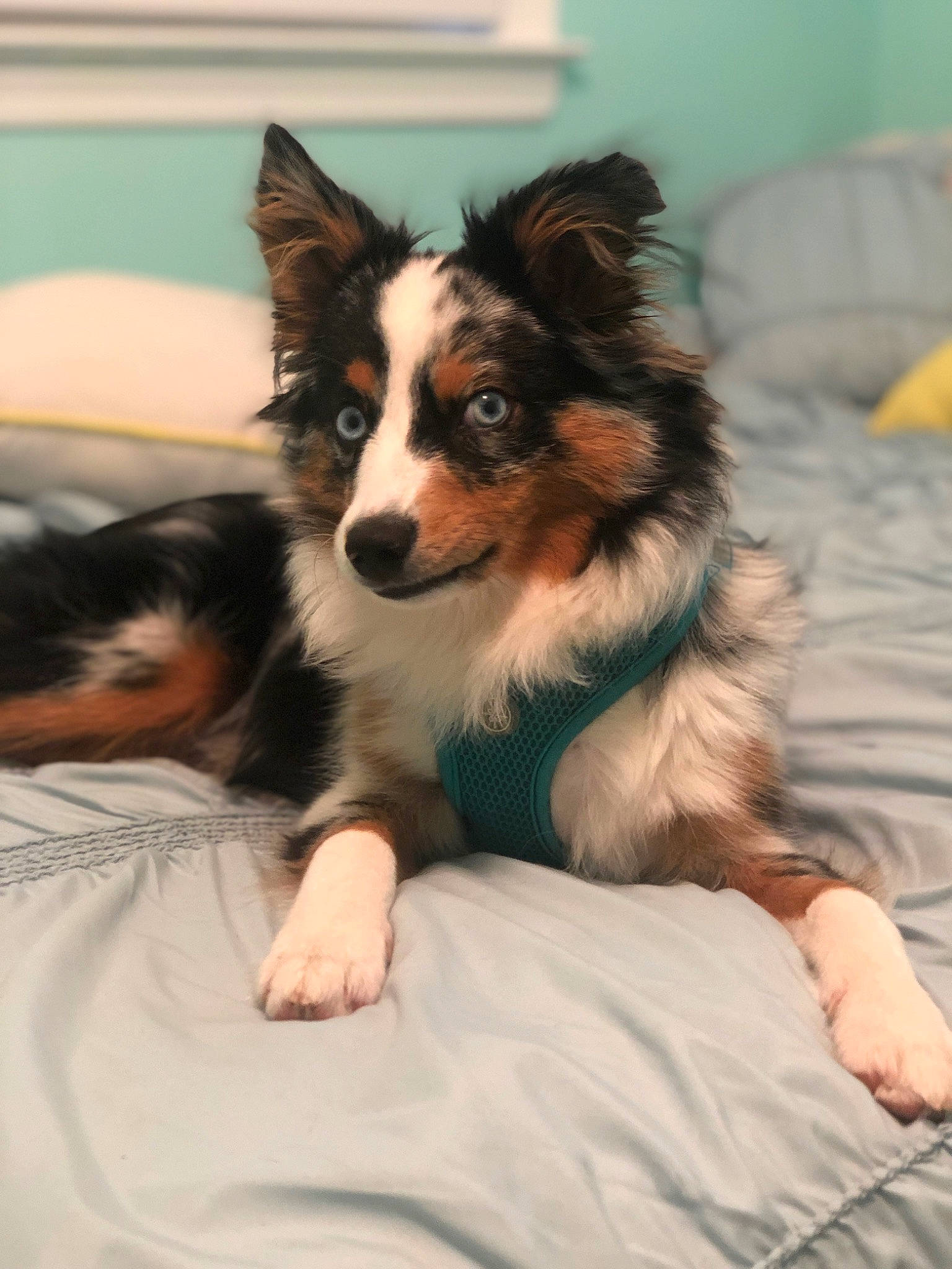 Dwight joined the competition — help win amazing prizes! australian_collie, australian_shepherd, border_collie, canidae, carnivore, collie, companion_dog, dog, dog_breed, herding_dog, mammal, puppy, rare_breed_dog, rough_collie, scotch_collie, shetland_sheepdog, snout, sporting_group, vertebrate