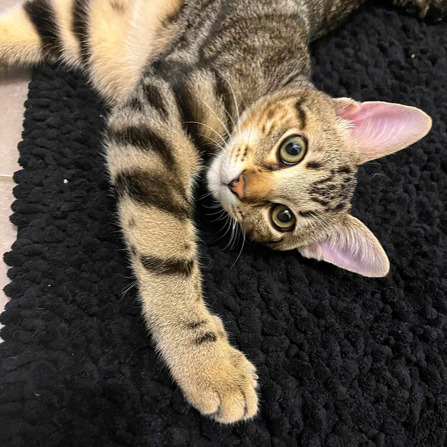 Cookie participe au concours pour gagner de l'argent avec cette photo : abyssinian, animal, cat, egyptiancat, homedecor, kitten, manx, ocelot, person, pet, sleeping