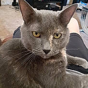 Jennifer joined the competition — help win amazing prizes! animal, carpet, cat, close_up, domestic_animal, ears, electronics, face, fur, furniture, gray_cat, home, indoor, lap, person_lap, pet, portrait, relaxing, whiskers, yellow_eyes