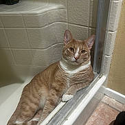 Pinky is registered to the contest to win money with this photo: cat, tabby_cat, orange_cat, white_paws, white_chest, shower, bathroom, tiles, relaxed, lounging, pet, indoor, feline, curious, fur, animal, paw, resting, edge, casual