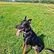 Max participe au concours pour gagner de l'argent avec cette photo : dog, grass, field, flowers, tongue_out, sunny, blue_sky, trees, park, outdoor, canine, animal, happy, sitting, nature, daylight, mountains, ferris_wheel, collar, pet
