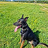 dog, grass, field, flowers, tongue_out, sunny, blue_sky, trees, park, outdoor, canine, animal, happy, sitting, nature, daylight, mountains, ferris_wheel, collar, pet
