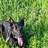Max a rejoint le concours — aidez-le/la à gagner de superbes lots ! dog, black_dog, tongue_out, grass, meadow, flowers, purple_flowers, outdoor, sunlight, nature, pet, animal, canine, lying_down, happy, ears_up, summer, greenery, field, resting