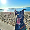 Max a rejoint le concours — aidez-le/la à gagner de superbes lots ! dog, beach, sand, ocean, sun, sky, sunlight, leash, happy, tongue_out, black_dog, outdoor, water, daylight, coast, nature, pet, animal, smiling, summer