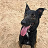 dog, beach, sand, wet_fur, tongue_out, happy, pet, animal, outdoor, canine, playful, ears_up, brown_eyes, black_fur, tan_legs, collar, closeup, summer, nature, excited