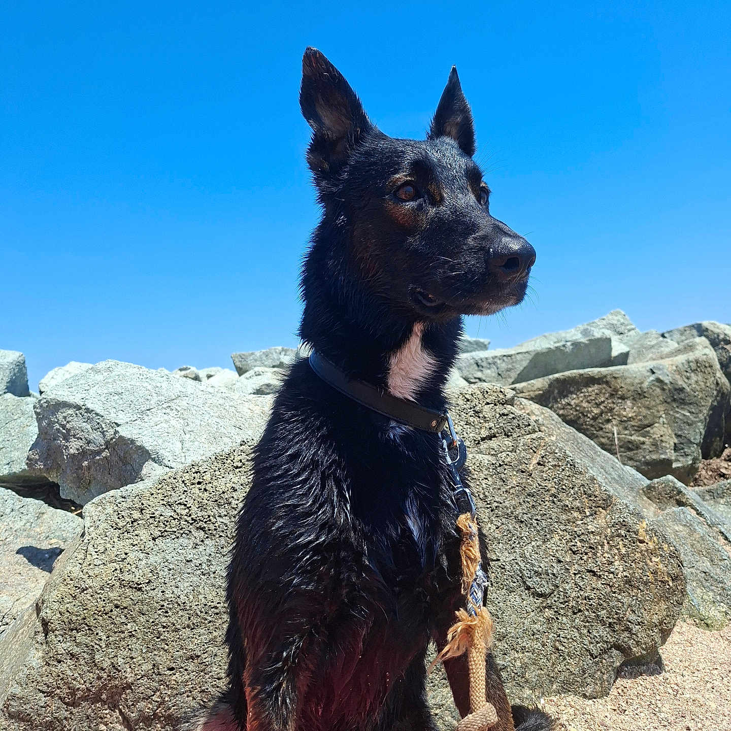 Max participe au concours pour gagner de l'argent avec cette photo : dog, black_dog, wet_fur, rock, rocks, outdoor, sunny, blue_sky, leash, collar, sand, animal, pet, nature, canine, alert, sitting, portrait, daytime, beach