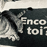 Billy participe au concours pour gagner de l'argent avec cette photo : abyssinian, animal, cat, doormat, kitten, manx, mat, pet