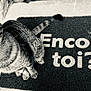 abyssinian, animal, cat, doormat, kitten, manx, mat, pet