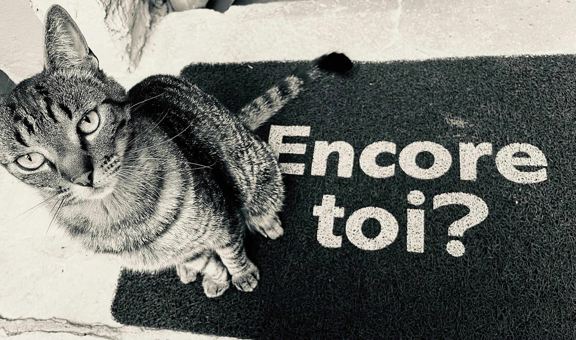 Billy participe au concours pour gagner de l'argent avec cette photo : abyssinian, animal, cat, doormat, kitten, manx, mat, pet