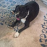Toby is registered to the contest to win money with this photo: dog, black_and_white, carpet, patterned_rug, indoor, pet, canine, lying_down, happy, tongue_out, furniture, home, floor, paw, animal, domestic, cute, relaxed, companion, mammal
