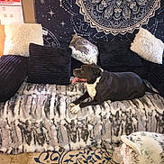 Toby is registered to the contest to win money with this photo: dog, sofa, blanket, pillow, carpet, calendar, tapestry, indoor, pet, black_dog, white_dog, patterned_blanket, constellation, mandala, furniture, cozy, relaxed, home_decor, animal, floor
