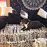 animal, black_dog, blanket, calendar, carpet, constellation, cozy, dog, floor, furniture, home_decor, indoor, mandala, patterned_blanket, pet, pillow, relaxed, sofa, tapestry, white_dog