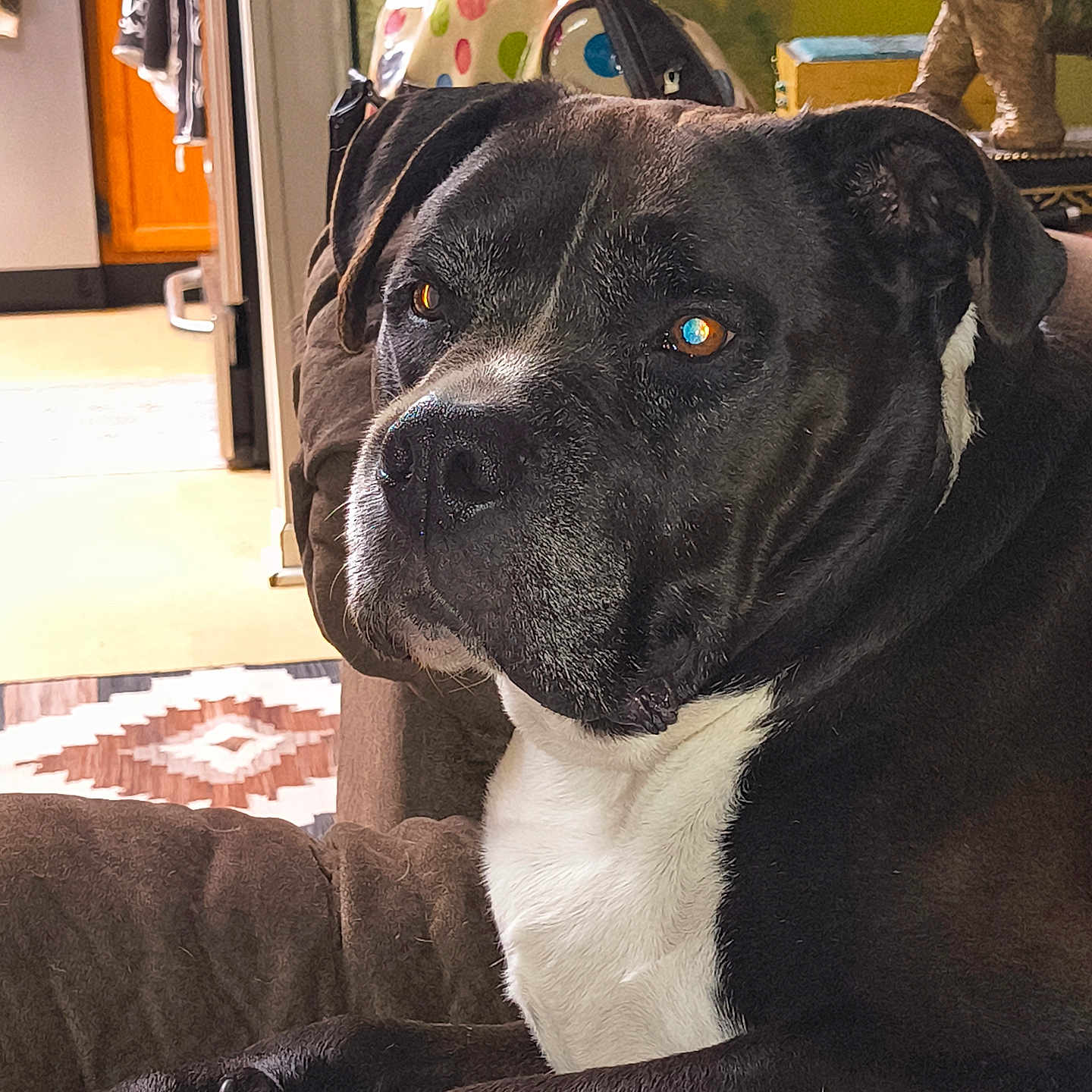 Toby joined the competition — help win amazing prizes! dog, black_and_white, couch, indoor, pet, canine, resting, living_room, household, decor, elephant_statue, bag, rug, fur, animal, portrait, relaxing, close_up, domestic, companion