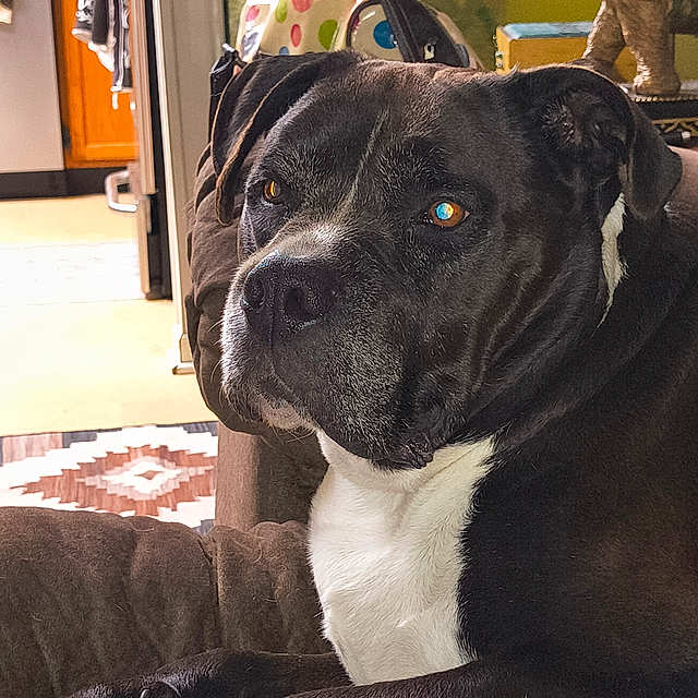 Toby