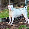 Calypso is registered to the contest to win money with this photo: dog, white_dog, outdoor, fence, grass, yard, pet, animal, standing, alert, nature, leaf_litter, canine, domestic_animal, daylight, spot, tail, ears, snout, ground