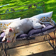 Calypso is registered to the contest to win money with this photo: dog, bench, cushion, outdoor, grass, sunlight, metal, pet, relaxed, garden, pillow, canine, white_dog, spots, shaded, concrete, fence, nature, resting, collar