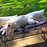 bench, canine, collar, concrete, cushion, dog, fence, garden, grass, metal, nature, outdoor, pet, pillow, relaxed, resting, shaded, spots, sunlight, white_dog