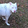 Calypso joined the competition — help win amazing prizes! dog, white_dog, blue_eyes, pink_nose, animal, pet, outdoor, grass, leaves, nature, canine, alert, standing, fur, muzzle, ears, snout, paw, ground, daylight