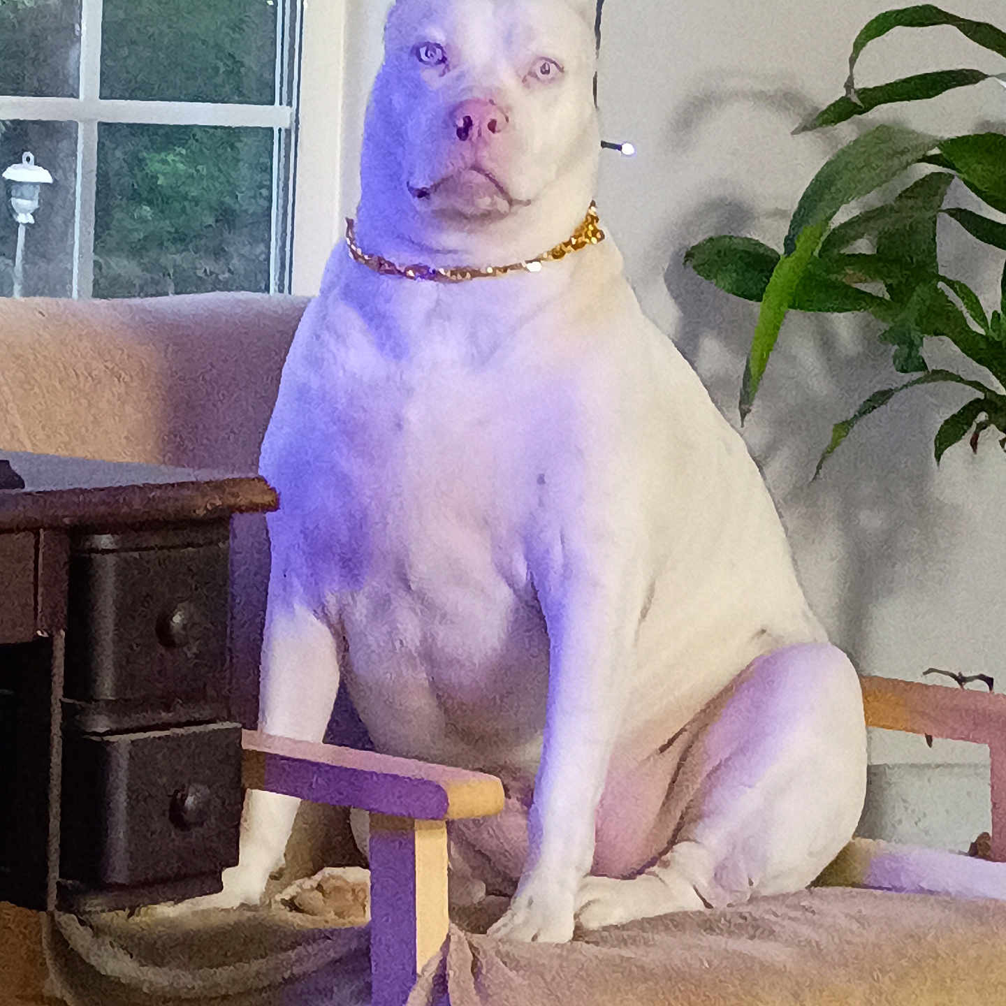 Calypso is registered to the contest to win money with this photo: dog, white_dog, sitting, chair, gold_chain, blanket, indoor, window, plant, furniture, pet, canine, light, decor, houseplant, relaxed, portrait, domestic, companion, calm