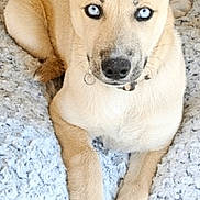 Baby is registered to the contest to win money with this photo: animal, beige_fur, blue_eyes, canine, close_up, collar, curious, cute, dog, ears_up, furry, indoors, knitted_blanket, looking_at_camera, lying_down, paw, pet, portrait, relaxed, resting