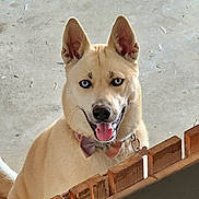 Baby joined the competition — help win amazing prizes! attentive, blue_eyes, bow_tie, canine, close_up, collar, concrete_floor, cream_coat, dog, ears_up, fence, happy, husky, indoor, light_fur, pet_portrait, playful, tongue_out, whiskers, wooden_board