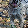 animal, blue_eyes, canine, chain_link_fence, close_up, collar, curious, daylight, dog, ears, grass, leaves, muzzle, nature, outdoor, pet, portrait, rusty_fence, standing, tongue