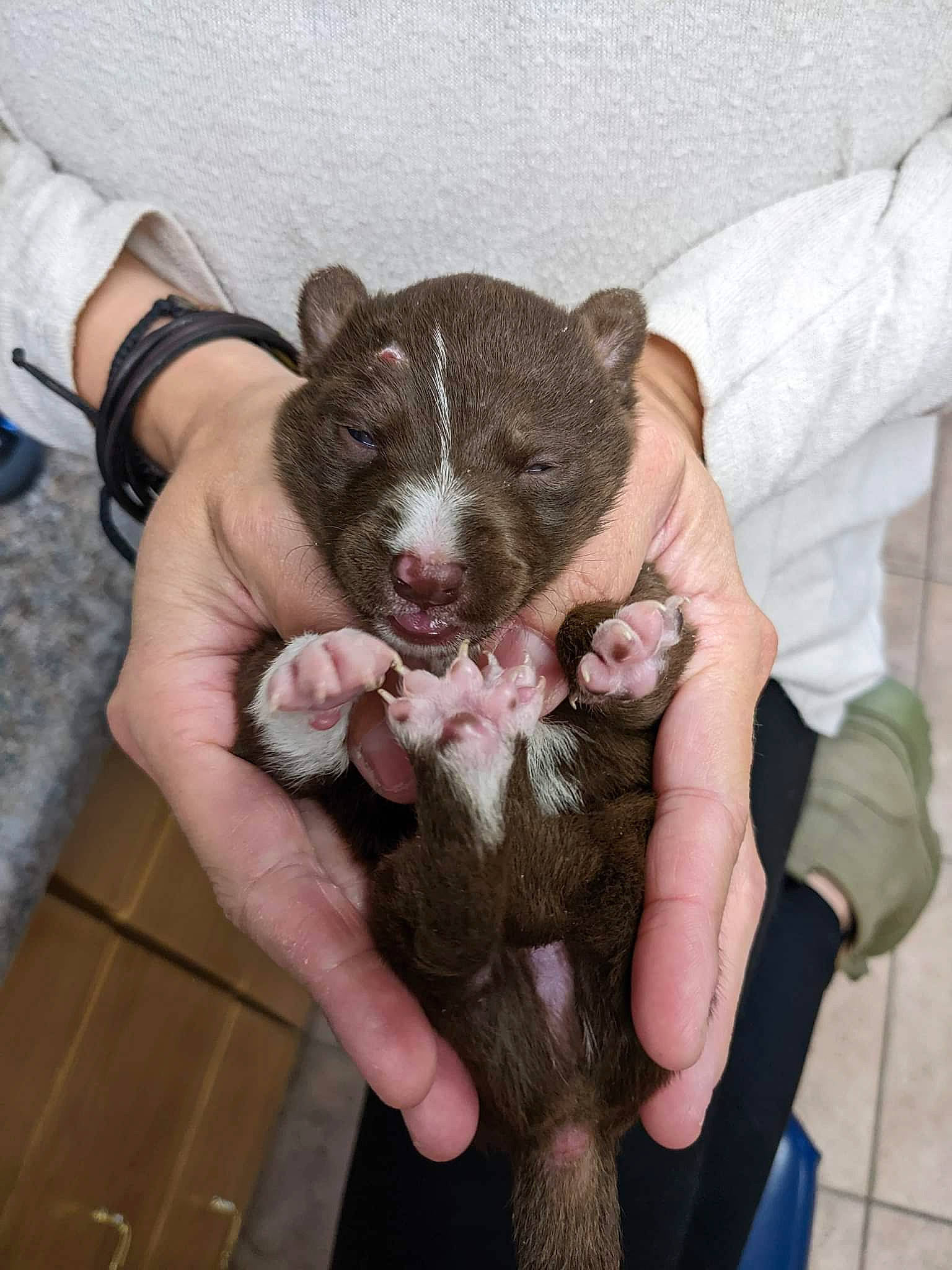 Derby joined the competition — help win amazing prizes! carnivore, claw, comfort, companion_dog, dog_breed, fawn, finger, fur, hand, nail, paw, sleeve, snout, terrestrial_animal, whiskers, wrist