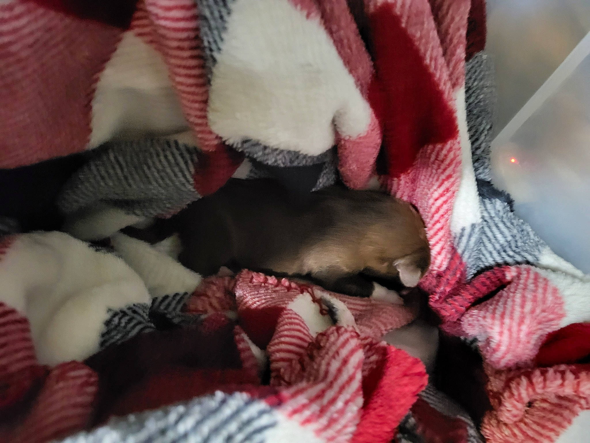 Derby is registered to the contest to win money with this photo: bed, bed_sheet, bedding, canidae, carmine, comfort, fawn, felidae, fur, linens, magenta, nap, pattern, room, small_to_medium_sized_cats, tail, textile, thread, wool, woolen