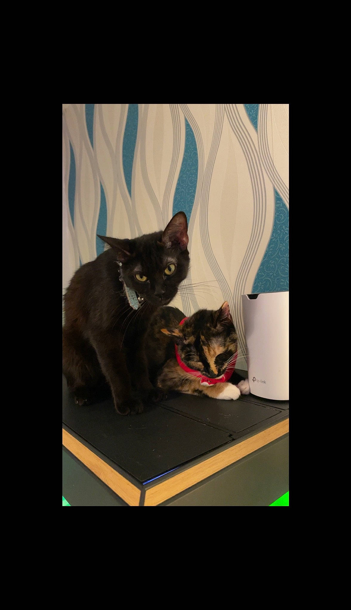 Midnight N Bex is registered to the contest to win money with this photo: black_cat, bombay, carnivore, cat, comfort, curtain, darkness, domestic_short_haired_cat, felidae, fictional_character, fur, linens, magenta, room, sitting, sleeve, small_to_medium_sized_cats, tail, whiskers, window