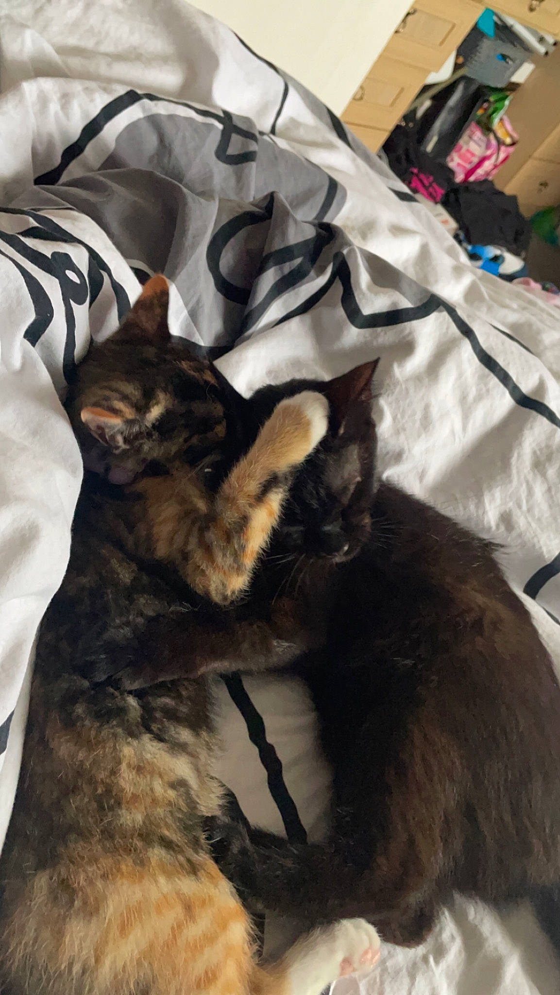 Midnight N Bex joined the competition — help win amazing prizes! bag, canidae, carnivore, cat, claw, comfort, dog_breed, domestic_short_haired_cat, felidae, fur, linens, luggage_and_bags, mammal, nap, paw, sleeve, small_to_medium_sized_cats, tail, vertebrate, whiskers