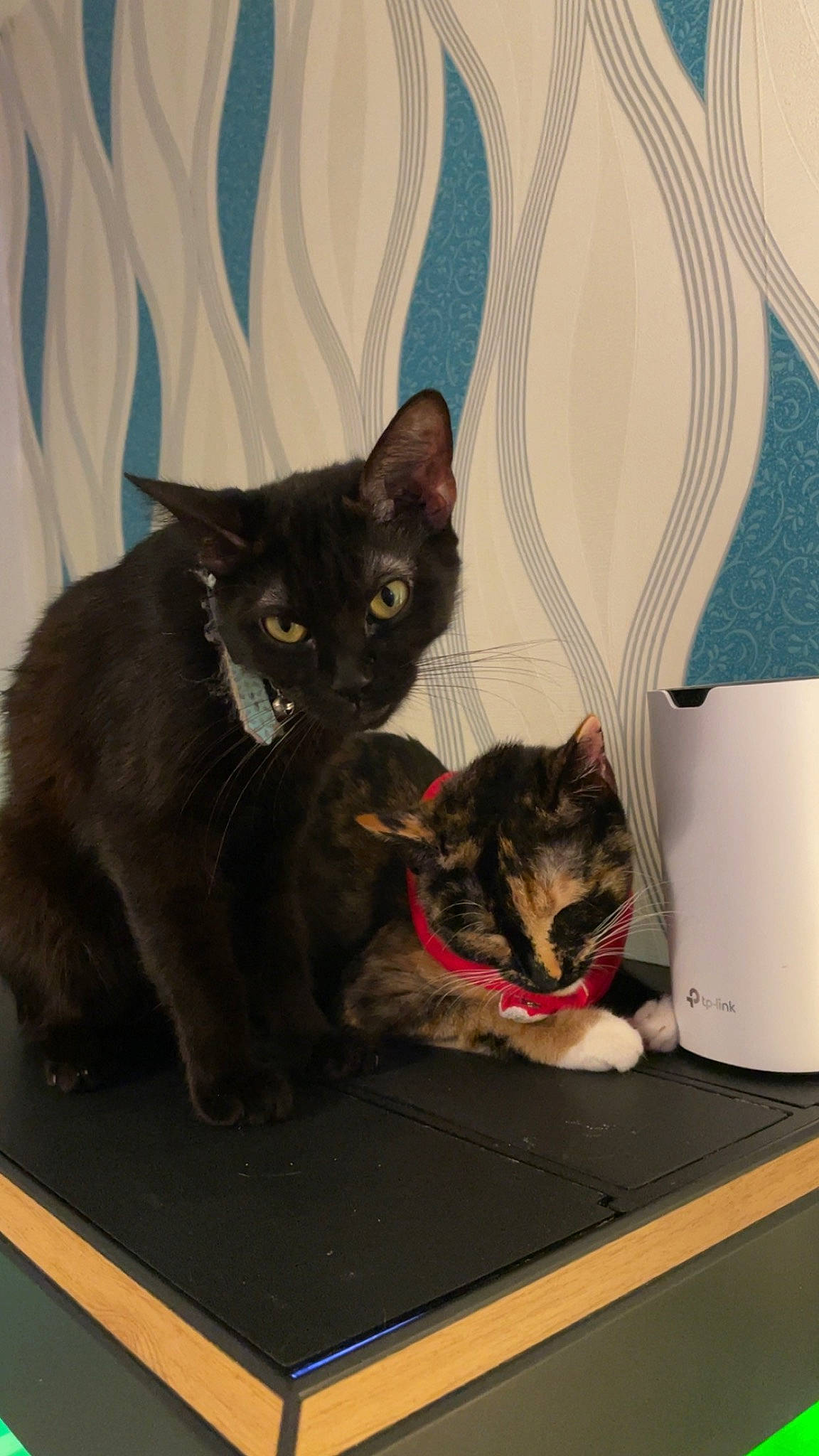 Midnight N Bex is registered to the contest to win money with this photo: carnivore, cat, comfort, curtain, domestic_short_haired_cat, fawn, felidae, fur, mammal, paw, pet_supply, room, sitting, small_to_medium_sized_cats, snout, tail, whiskers